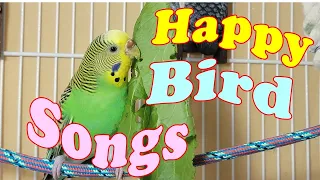 12 Hr If your budgies don’t chirp, playing this video will help lonely birds start to chirp.