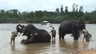 Sakrebailu Elephant Camp (ಸಕ್ರೆಬೈಲು ಆನೆ ಶಿಬಿರ) : Elephants Bathing Spot