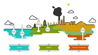 What are carbon sinks? | Sustainability for all - ACCIONA