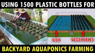 Using 1500 Plastic Bottles for Backyard INTEGRATED AQUAPONICS FARMING Fresh Fish and Growing Plants