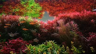 The STORY of a PLANTED AQUARIUM  - Easy Dutch Aquascape