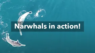The first-ever footage of Narwhals using their tusks for feeding