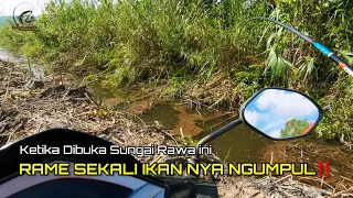 Mancing ikan betok/papuyu dirawa sungai air hitam baru dibuka daerah kalimantan‼️