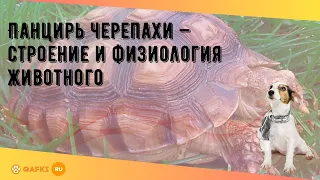 Панцирь черепахи — строение и физиология животного