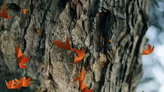 Fall Leaves Falling from Tree Motion Loop 4K Autumn Stock Footage Copyright Free Background Video