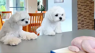 FUNNY MALTESE DOGS PLAYING : CHICKEN CHALENGE