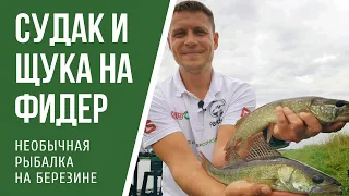 Ловля фидером на Березине. Необычная рыбалка в Беларуси.