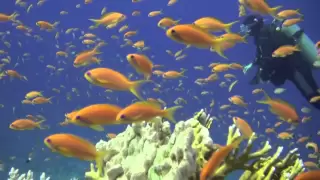 Buceo en el Mar Rojo Norte, Arrecifes, Por Juan Nistal