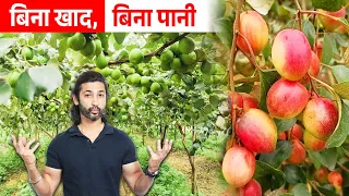 बिना पानी, बिना खाद के होगी Kashmiri Apple Ber की खेती | Complete Details, Profit & Harvesting