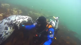 Spotted seal or Phoca largha, meeting with a diver, Sakhalin Island, Russia