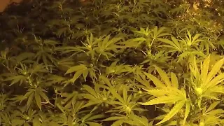 Dramatic police bodycam footage shows moment cannabis farm raided, three jailed