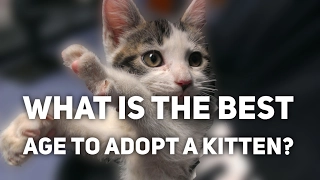 What Is the Best Age to Adopt a Kitten?