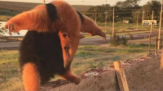 Anteater Wants To Fight