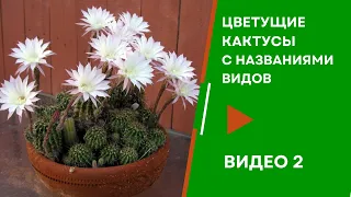 Цветущие кактусы с названиями видов.  Видео 2