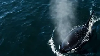 Killer Whales feed on carcass with Humpback Whales chasing them