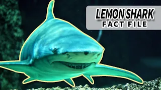 Lemon Shark Facts: the YELLOW SHARK | Animal Fact Files