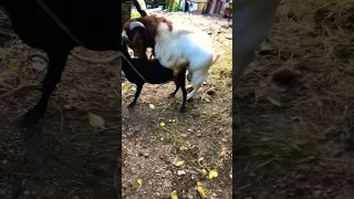 Wait until the end 😂#mating#reproduction #animallover #nature #shorts #goat #subscribe #boermating