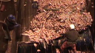 Hauling in a big catch on a freezing trawler.