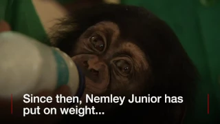 BBC News   Baby Chimp Thriving After Rescue mar 2017