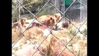 Lions rip apart zoo keeper