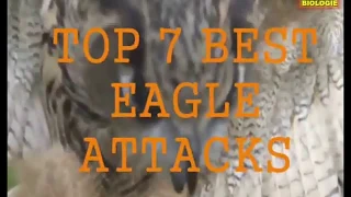 The Best of Eagle Attacks Ever