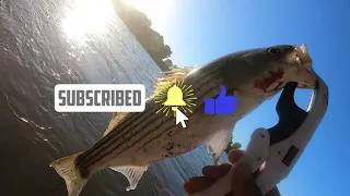 Sacramento River Fishing for Striper 5/8/2023 Using Bait And Jerkbait