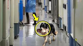 Hund läuft ins Krankenhaus. Krankenschwester bricht in Tränen aus, als sie den Grund dafür entdeckt!