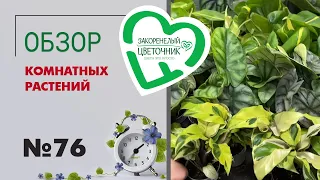 #76 Обзор поставки комнатных растений | Редкие сорта лиственных: алоказии, филодендроны, монстеры