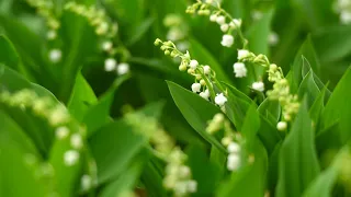 «Les brins ne sont pas venus» : vent, pluie, fraîcheur... Le muguet va manquer cette année