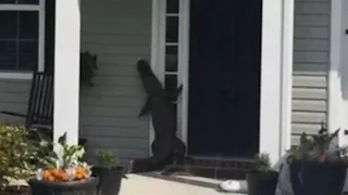 Gator Crawls Up Door of SC Home