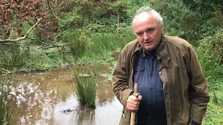 What happens when beavers cut down trees?