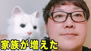 【生放送フル】新しい家族が増えました！(デカキンの子猫に名前をつけよう)