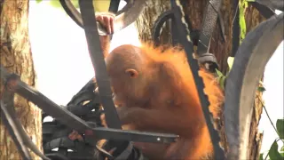 Baby orangutan Joss making a good recovery at IAR's Orangutan Centre