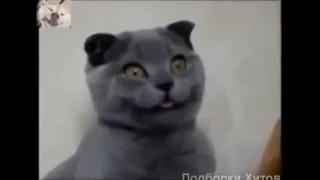 Смешные кошки Прикольные животные Funny  Cats 2 Funny Cat Videos Better Than Funny Pranks  Smile!