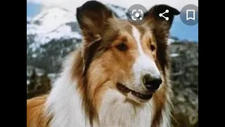 LASSIE -  FILME FANTÁSTICO - AVENTURA filme dublado #CeiNHA Net 2022