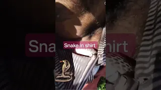 King cobra and man fight.