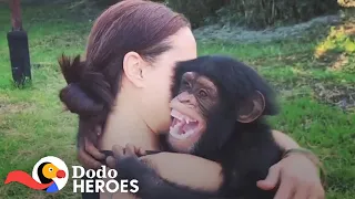 When You Just Can't Stop Rescuing Chimpanzees | The Dodo Heroes