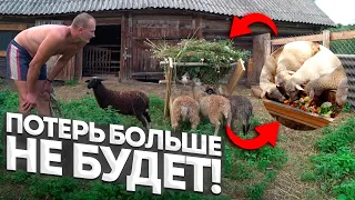 КУПИЛ ХУТОР в ЛЕСУ на КРАЮ БОЛОТА. УРОЖАЙ ТАК СЕБЕ! № 150.