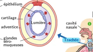 1ST2S1 vidéo 14 Histologie trachée, bronches bronchioles 28 avril 20