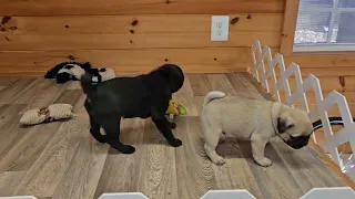 9 week old Pug looking for a playmate.