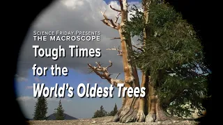 Tough Times for the World's Oldest Trees