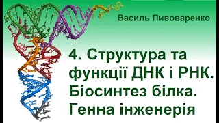 4. Структура та функції ДНК і РНК. Біосинтез білка. Генна інженерія