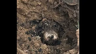 Несчастный пес пять дней жил под землей без еды и воды