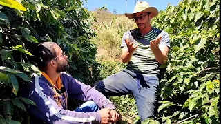 Dicas Valiosas Para Quem Quer Aumentar a Produção do Cafezal🌱