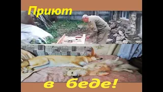 Приют в беде!