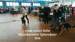 Выставка немецких овчарок, 6.11.2022 г.