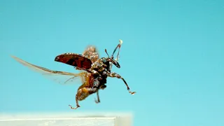 Bugs Fly | for Off The Air [Adult Swim]