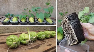 Tips for planting and propagating chayote early harvested from fruit bought at the supermarket