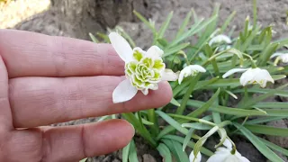 Галантус махровый .  Galanthus .