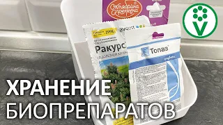 2 СПОСОБА СОХРАНИТЬ БИОПРЕПАРАТЫ ЗИМОЙ. Фитоспорин, Бактоген и Триходерма переживут морозы!